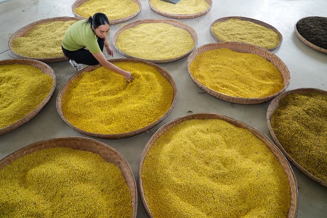 广西桂林:桂花金灿灿 变身“金饽饽”