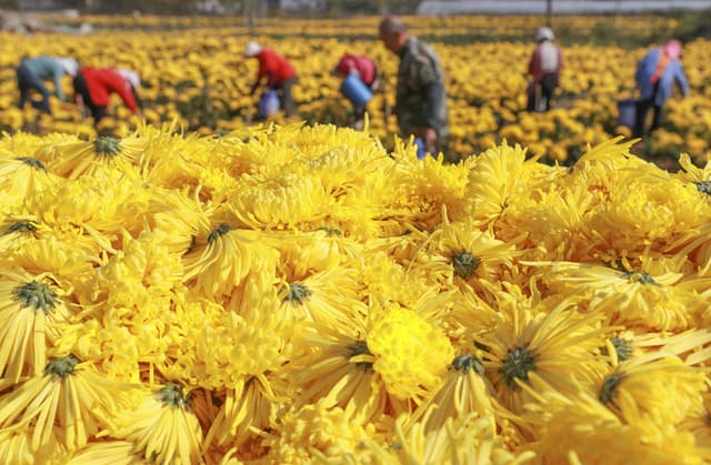 江苏句容:金丝皇菊金灿灿