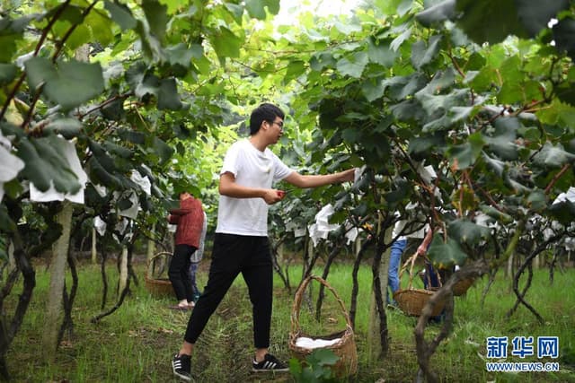 安徽合肥西:返乡大学生创业者的田园梦