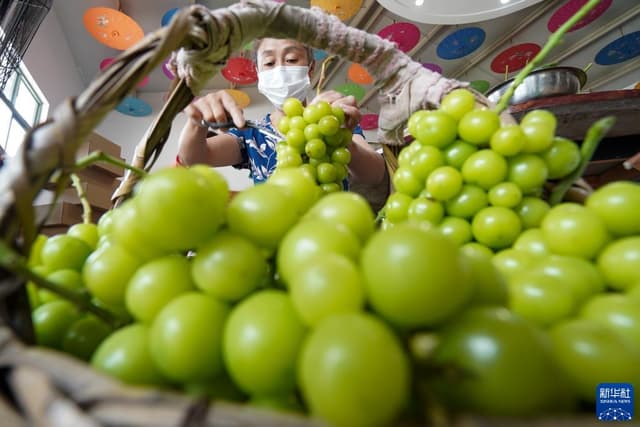 江苏句容:葡萄丰收富农家