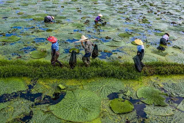 安徽庐江:小小“鸡头米” 水乡“致富果”